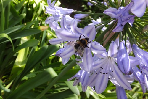 Bumblebee on purple flower credit Nick Tew
